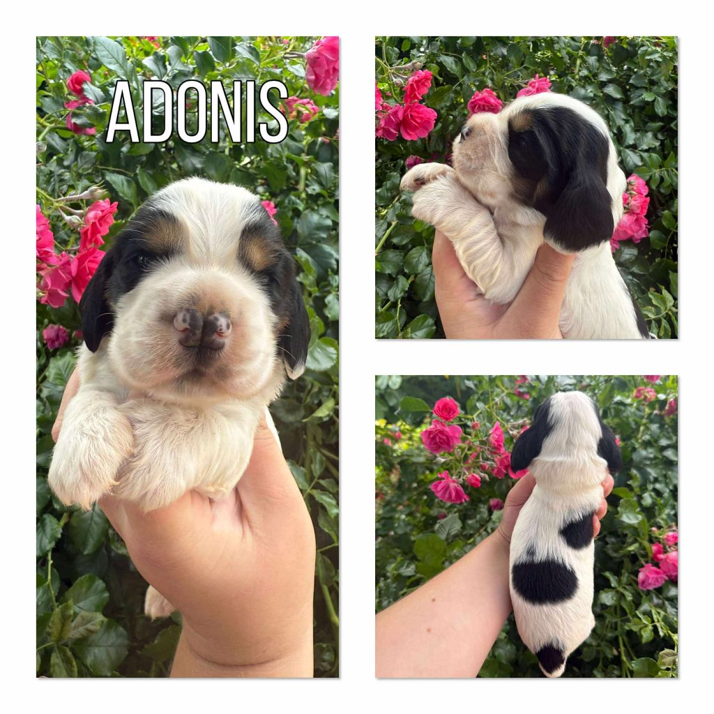 de la vignelais - Chiots disponibles - Cocker Spaniel Anglais