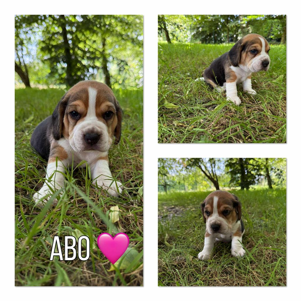 de la vignelais - Chiots disponibles - Beagle