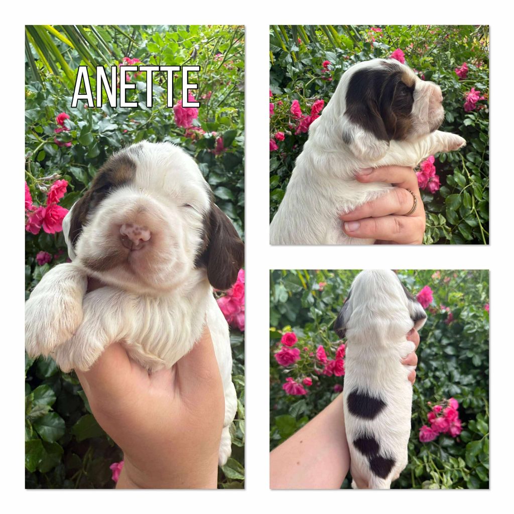 de la vignelais - Chiots disponibles - Cocker Spaniel Anglais
