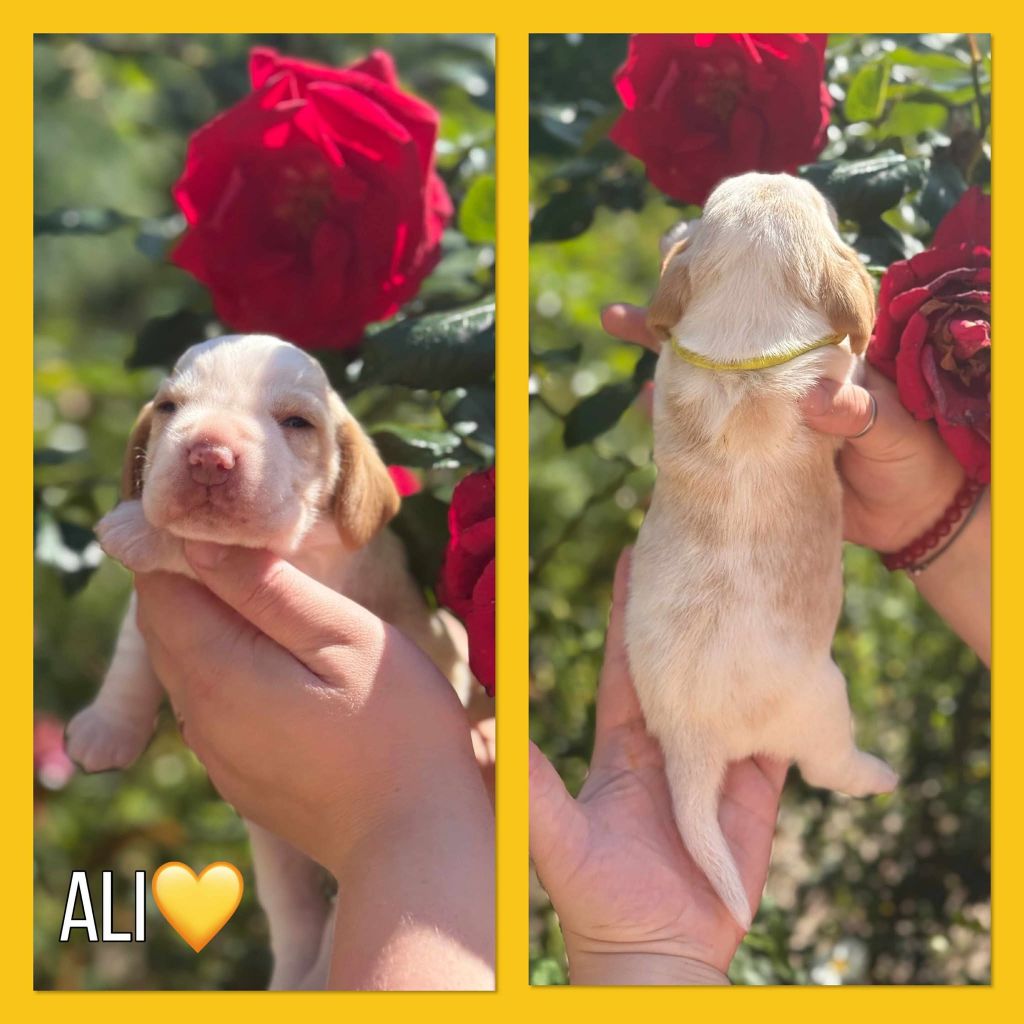 de la vignelais - Chiots disponibles - Beagle