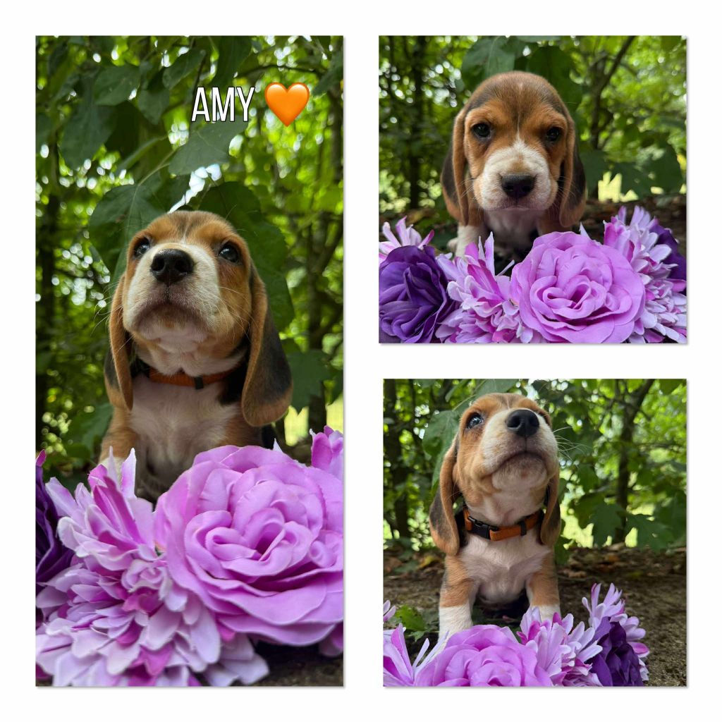 de la vignelais - Chiots disponibles - Beagle