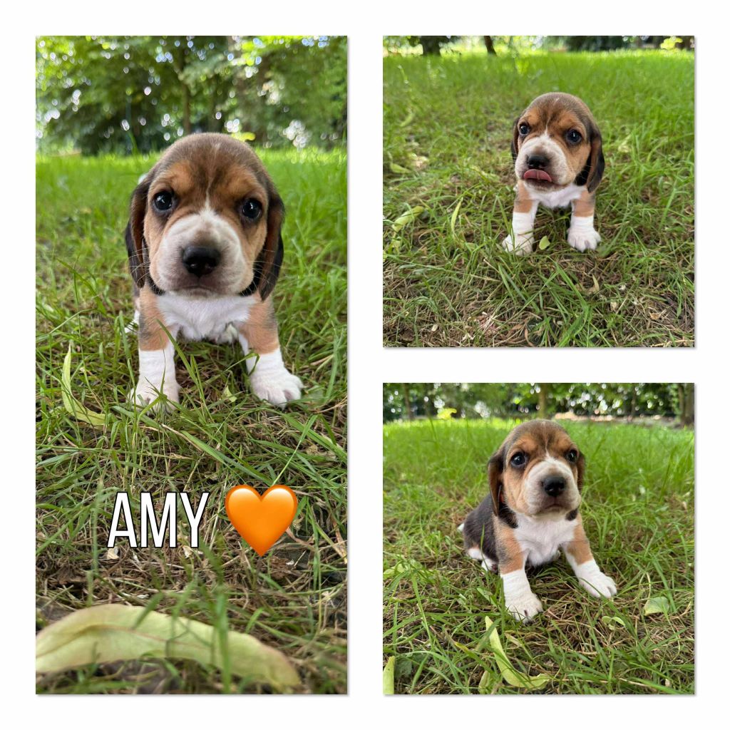 de la vignelais - Chiots disponibles - Beagle
