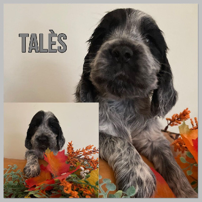 Talès