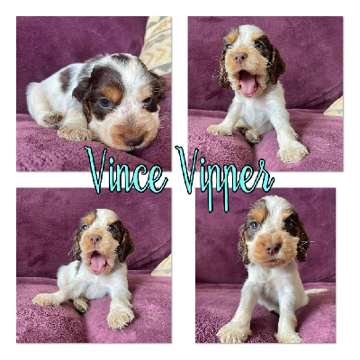 Vince dit Vipper