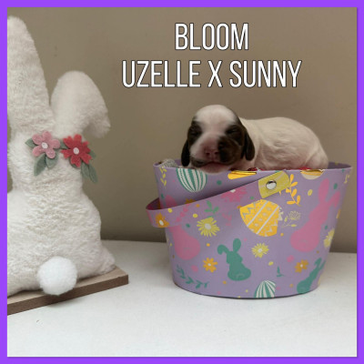 Bloom