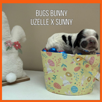 Bugs Bunny