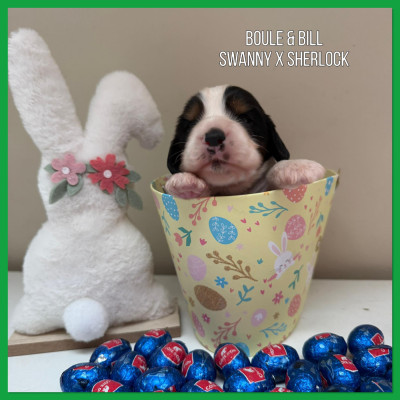 Boule & Bill