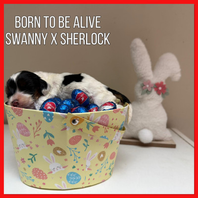 Born to be alive