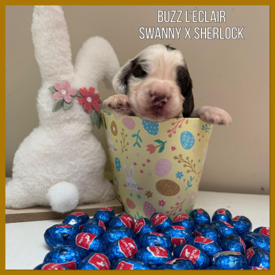 Buzz