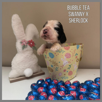 Bubble Tea