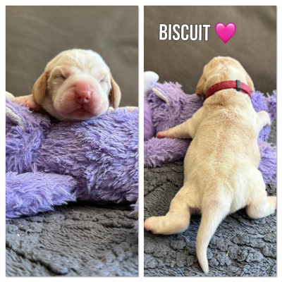 Biscuit