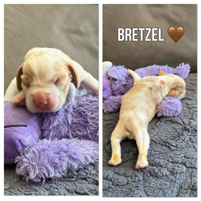 Bretzel