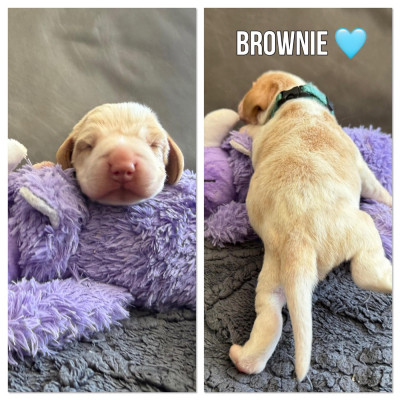 Brownie