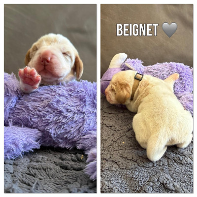 Beignet