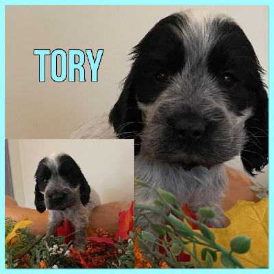 Tory