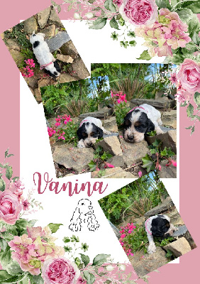 Vanina
