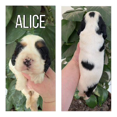 Alice