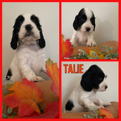 Talie
