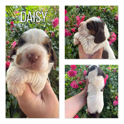 Aby dit Daisy