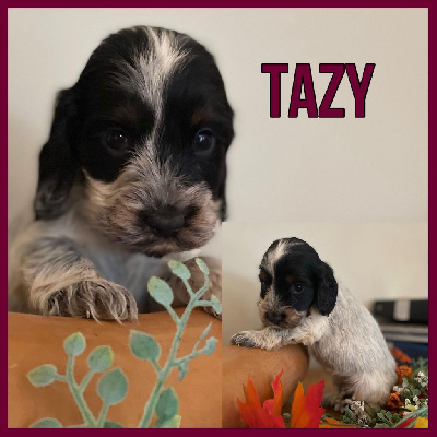 Tazy
