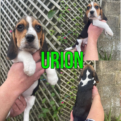 Urion