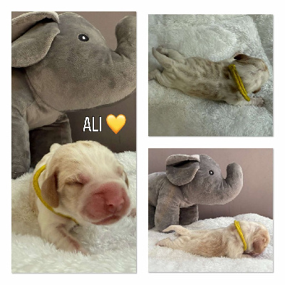 Ali