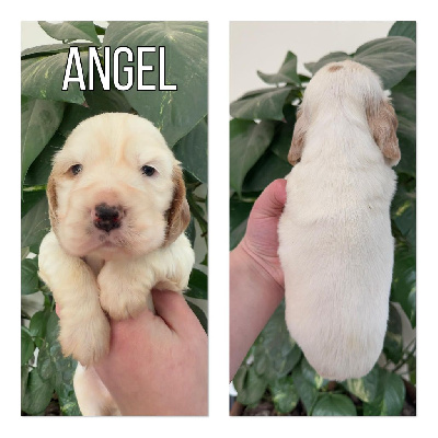 Angel