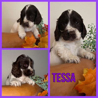 Tessa