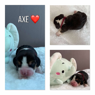 Axe
