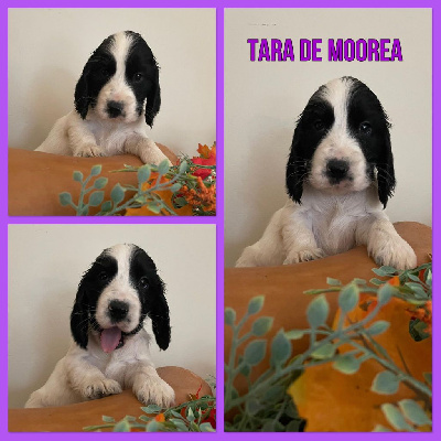 Tara