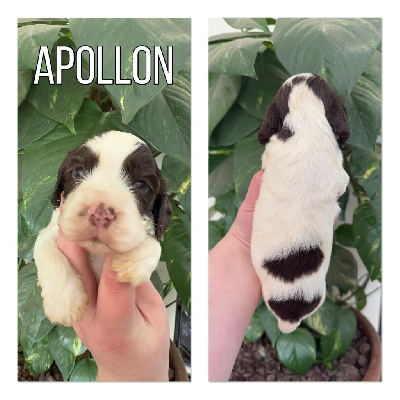 Arsène dit Apollon