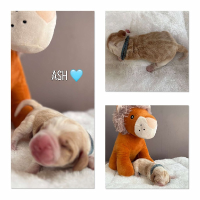 Ash