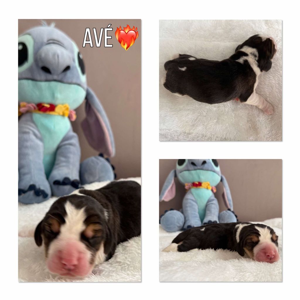 de la vignelais - Chiots disponibles - Beagle