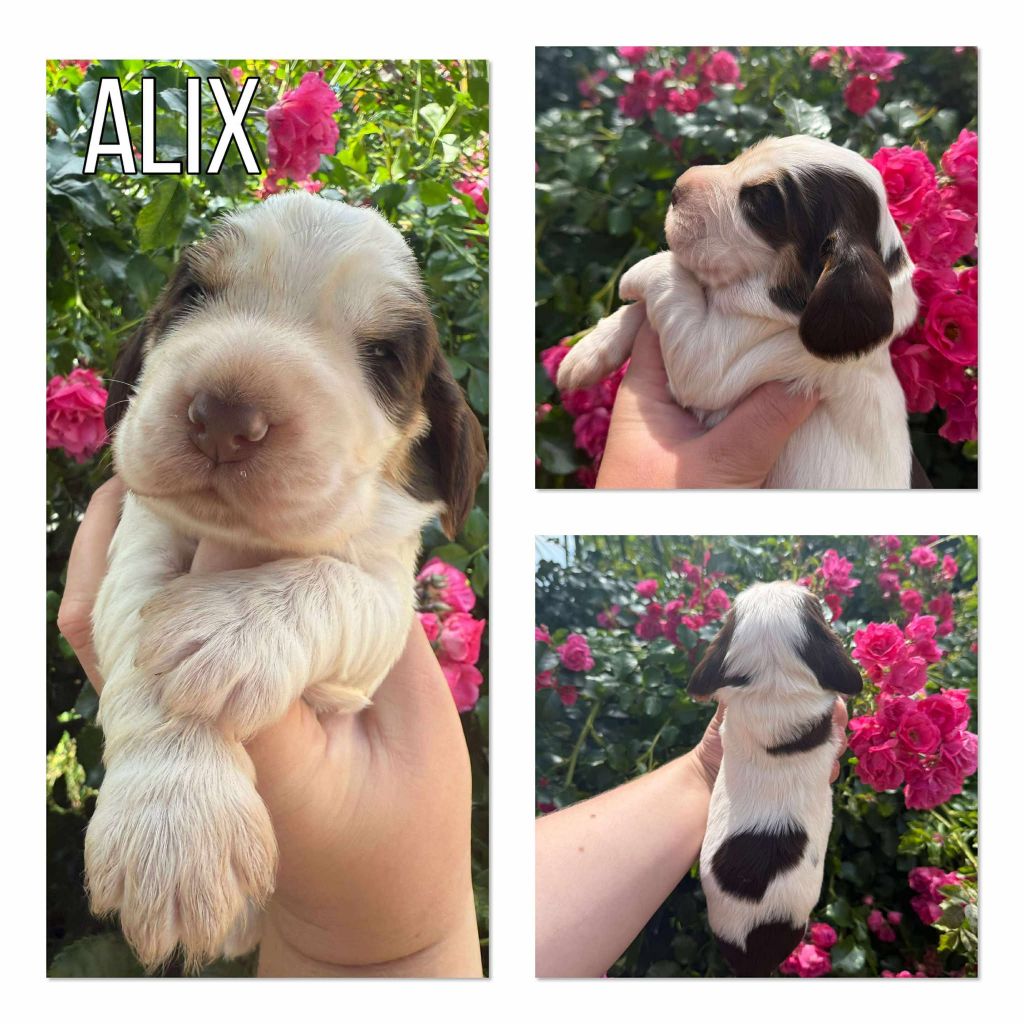 de la vignelais - Chiots disponibles - Cocker Spaniel Anglais