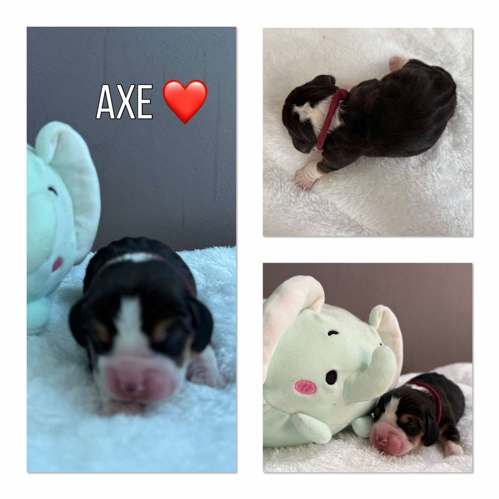 de la vignelais - Chiots disponibles - Beagle