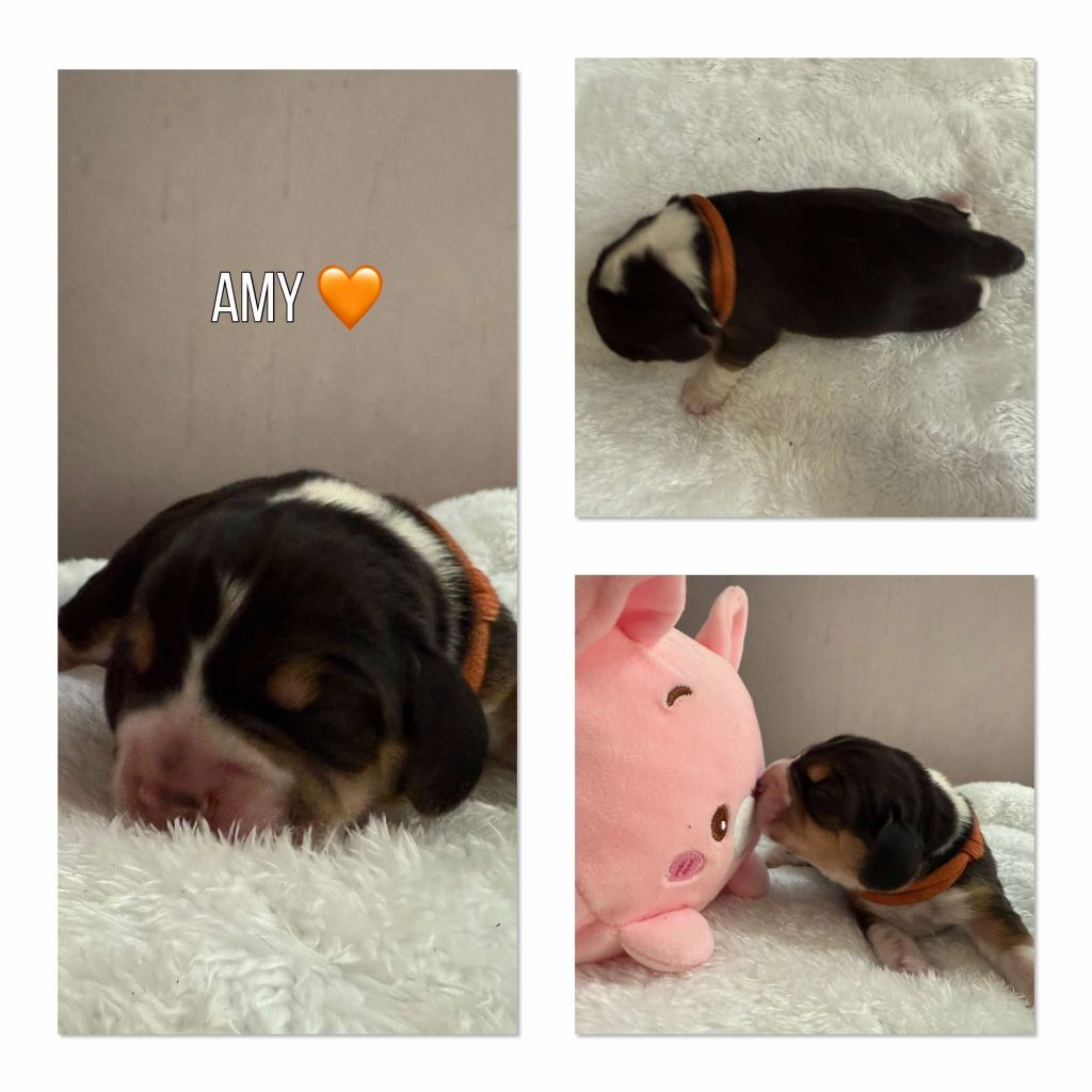de la vignelais - Chiots disponibles - Beagle