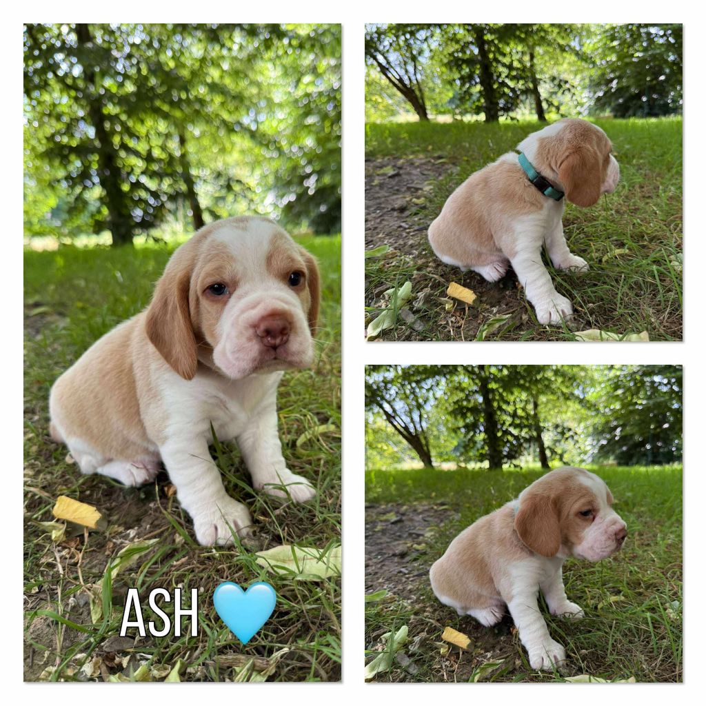 de la vignelais - Chiots disponibles - Beagle