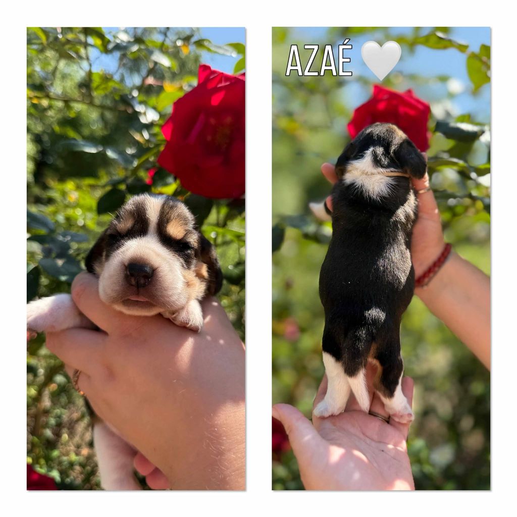 de la vignelais - Chiots disponibles - Beagle