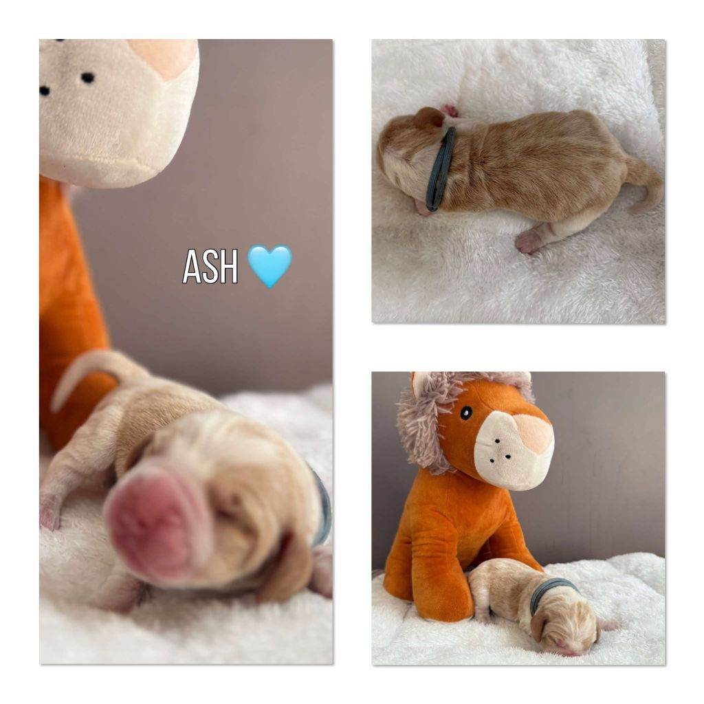 de la vignelais - Chiots disponibles - Beagle